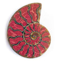 Starborn Ammonite Half with Coral Inlay Large Cabochon (70mmx55mm) - 1 Piece