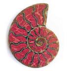 Starborn Ammonite Half with Coral Inlay Large Cabochon (70mmx55mm) - 1 Piece