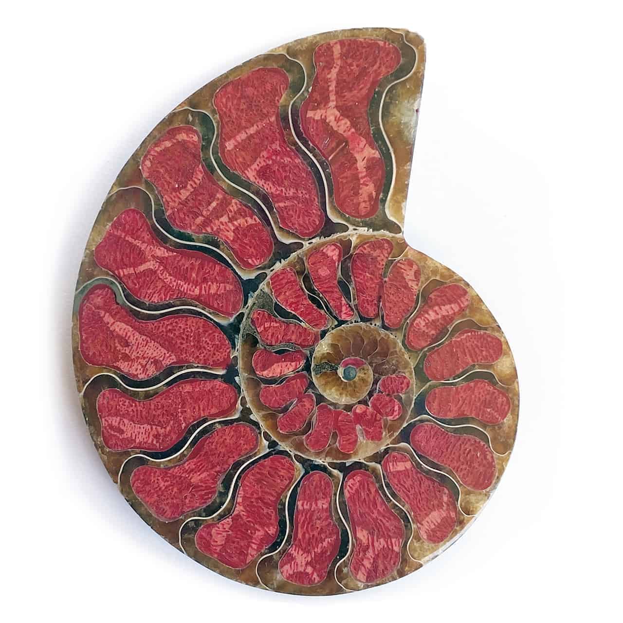 Starborn Ammonite Half with Coral Inlay Large Cabochon (70mmx55mm) - 1 Piece