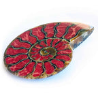 Starborn Ammonite Half with Coral Inlay Large Cabochon (70mmx55mm) - 1 Piece
