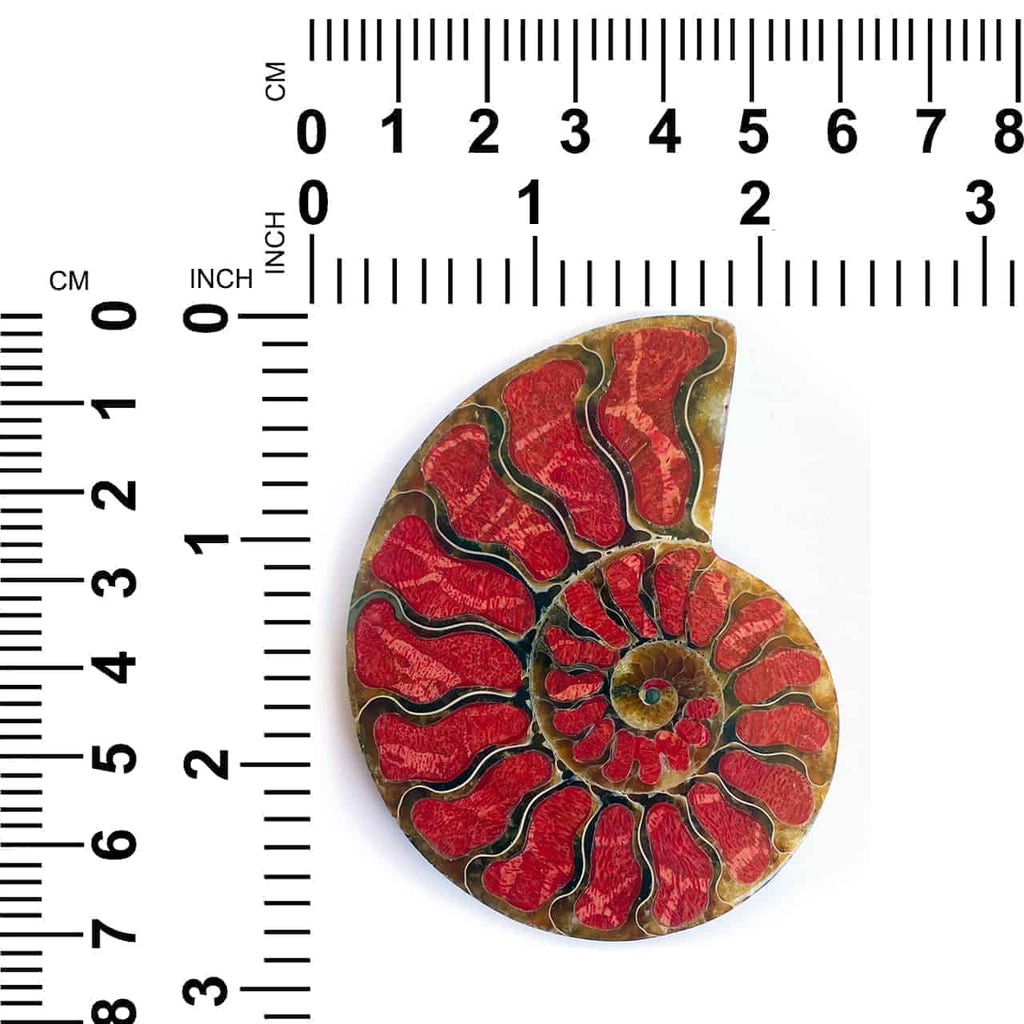 Starborn Ammonite Half with Coral Inlay Large Cabochon (70mmx55mm) - 1 Piece