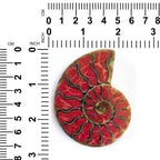 Starborn Ammonite Half with Coral Inlay Large Cabochon (70mmx55mm) - 1 Piece