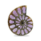 Starborn Half Ammonite with Lilac Phosphosiderite Inlay Cabochon 33 - 36mm, 1 Piece