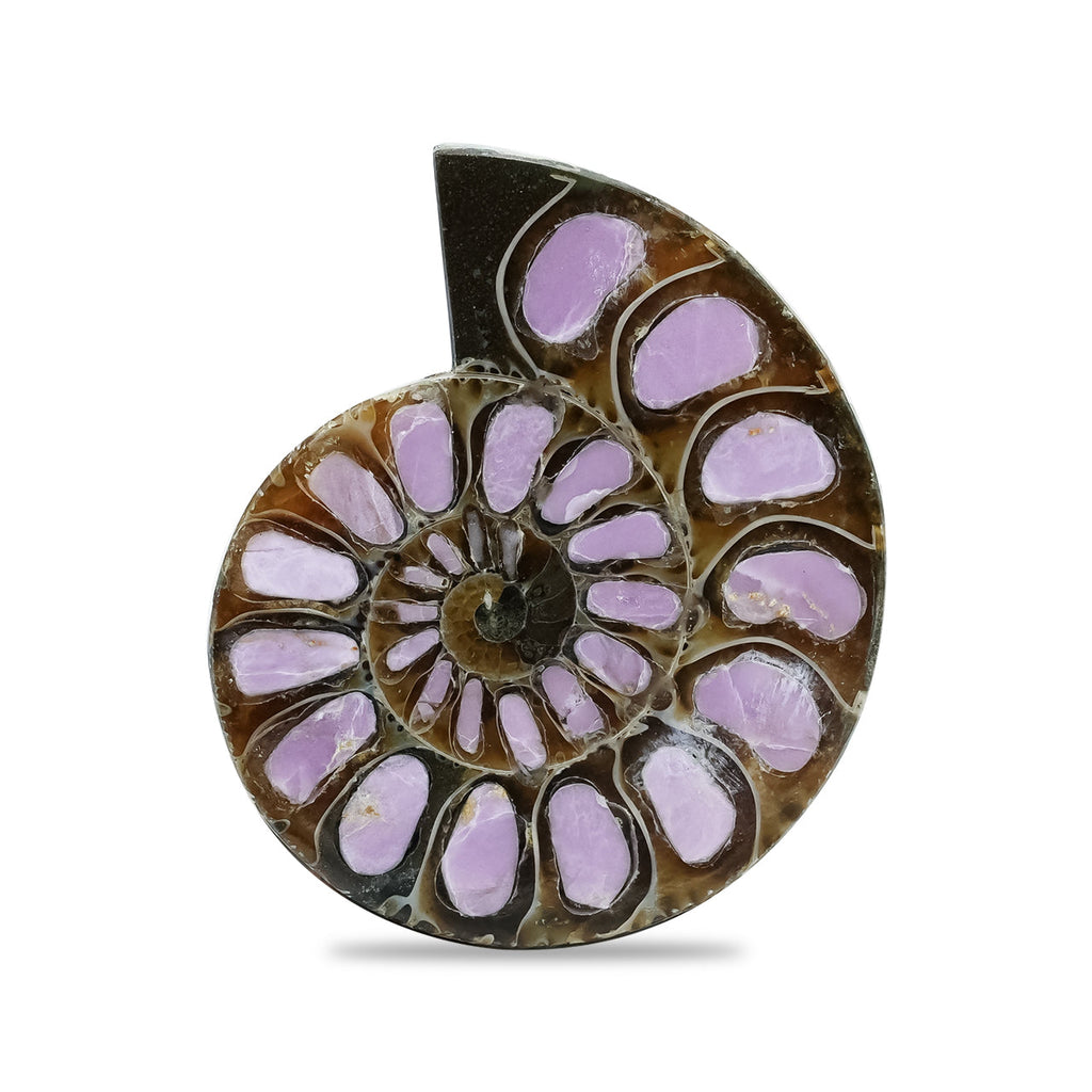 Starborn Half Ammonite with Lilac Phosphosiderite Inlay Cabochon 33 - 36mm, 1 Piece