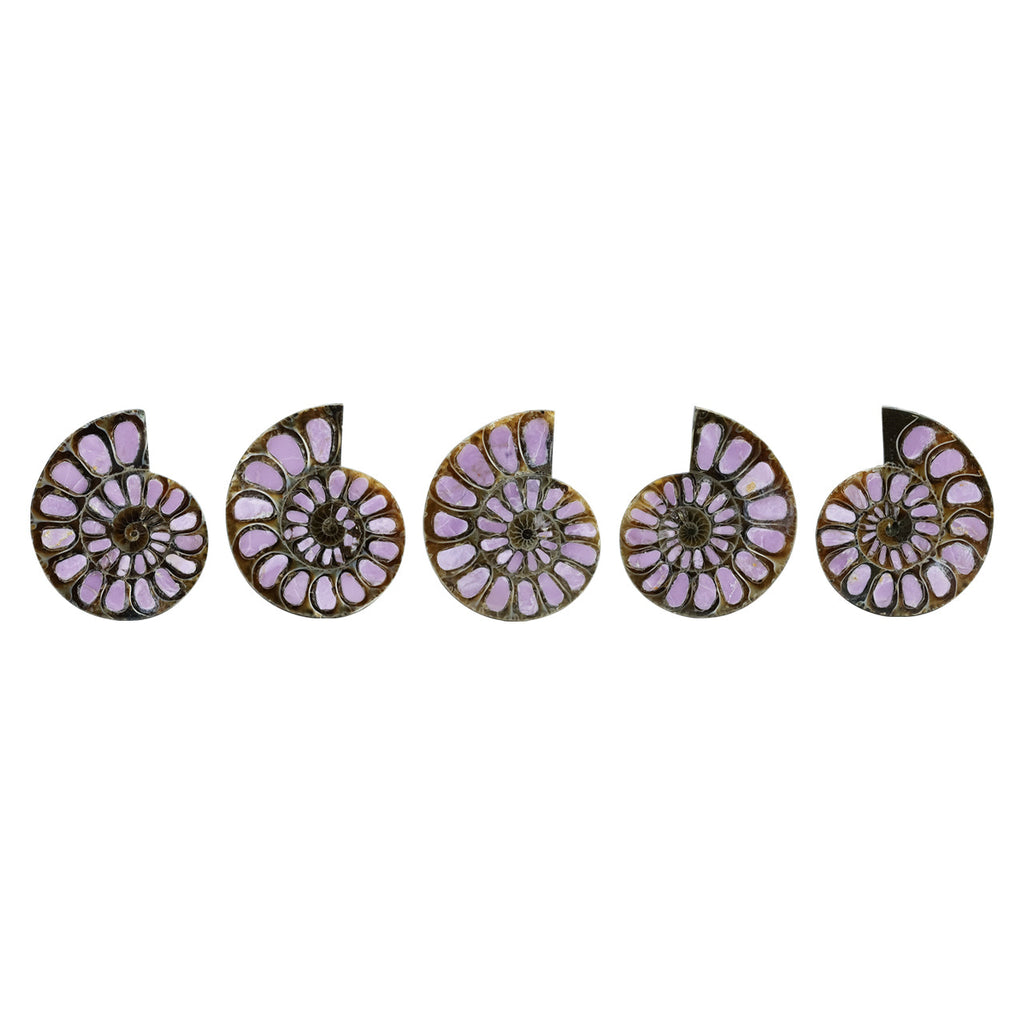 Starborn Half Ammonite with Lilac Phosphosiderite Inlay Cabochon 33 - 36mm, 1 Piece