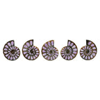 Starborn Half Ammonite with Lilac Phosphosiderite Inlay Cabochon 33 - 36mm, 1 Piece