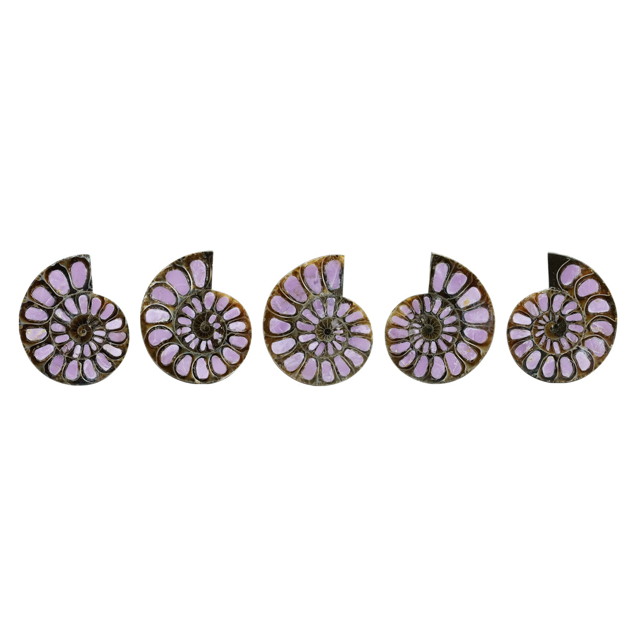 Starborn Half Ammonite with Lilac Phosphosiderite Inlay Cabochon 33 - 36mm, 1 Piece