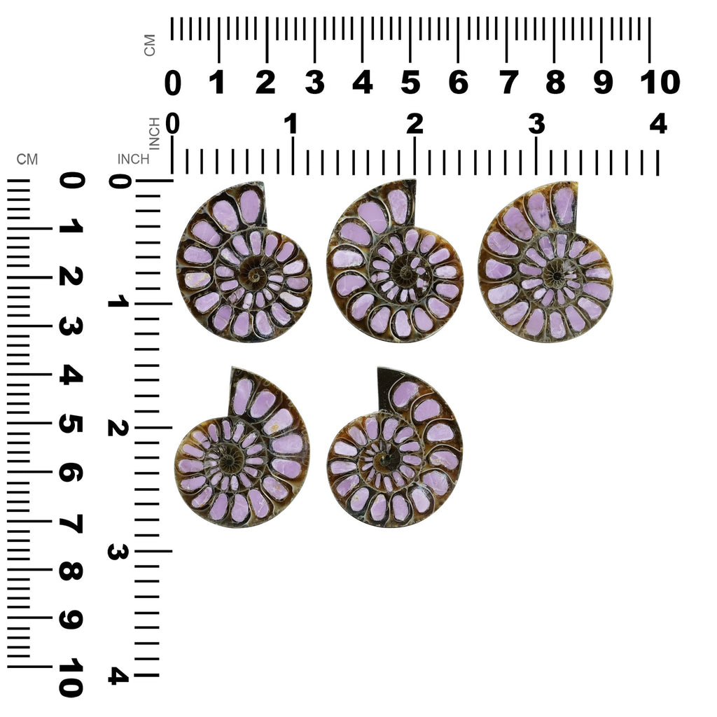 Starborn Half Ammonite with Lilac Phosphosiderite Inlay Cabochon 33 - 36mm, 1 Piece