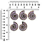 Starborn Half Ammonite with Lilac Phosphosiderite Inlay Cabochon 33 - 36mm, 1 Piece
