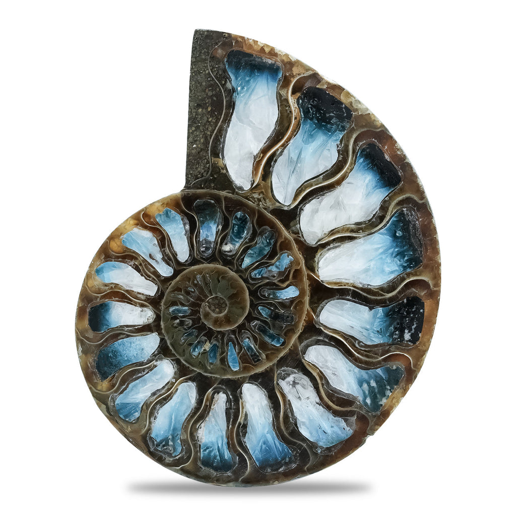 Starborn Ammonite with Blue Ice Glacierite Inlay Cabochon 56 - 60mm, 1 Piece