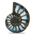 Starborn Ammonite with Blue Ice Glacierite Inlay Cabochon 56 - 60mm, 1 Piece