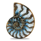 Starborn Ammonite with Blue Ice Glacierite Inlay Cabochon 56 - 60mm, 1 Piece
