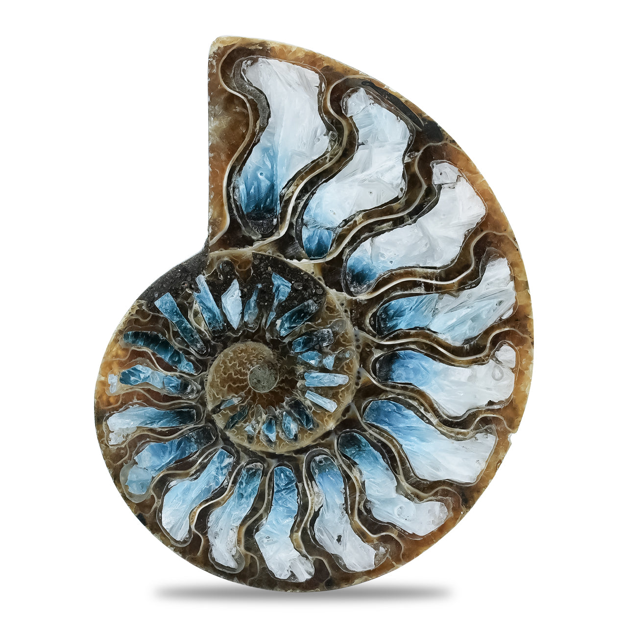 Starborn Ammonite with Blue Ice Glacierite Inlay Cabochon 56 - 60mm, 1 Piece