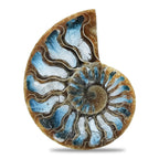 Starborn Ammonite with Blue Ice Glacierite Inlay Cabochon 56 - 60mm, 1 Piece