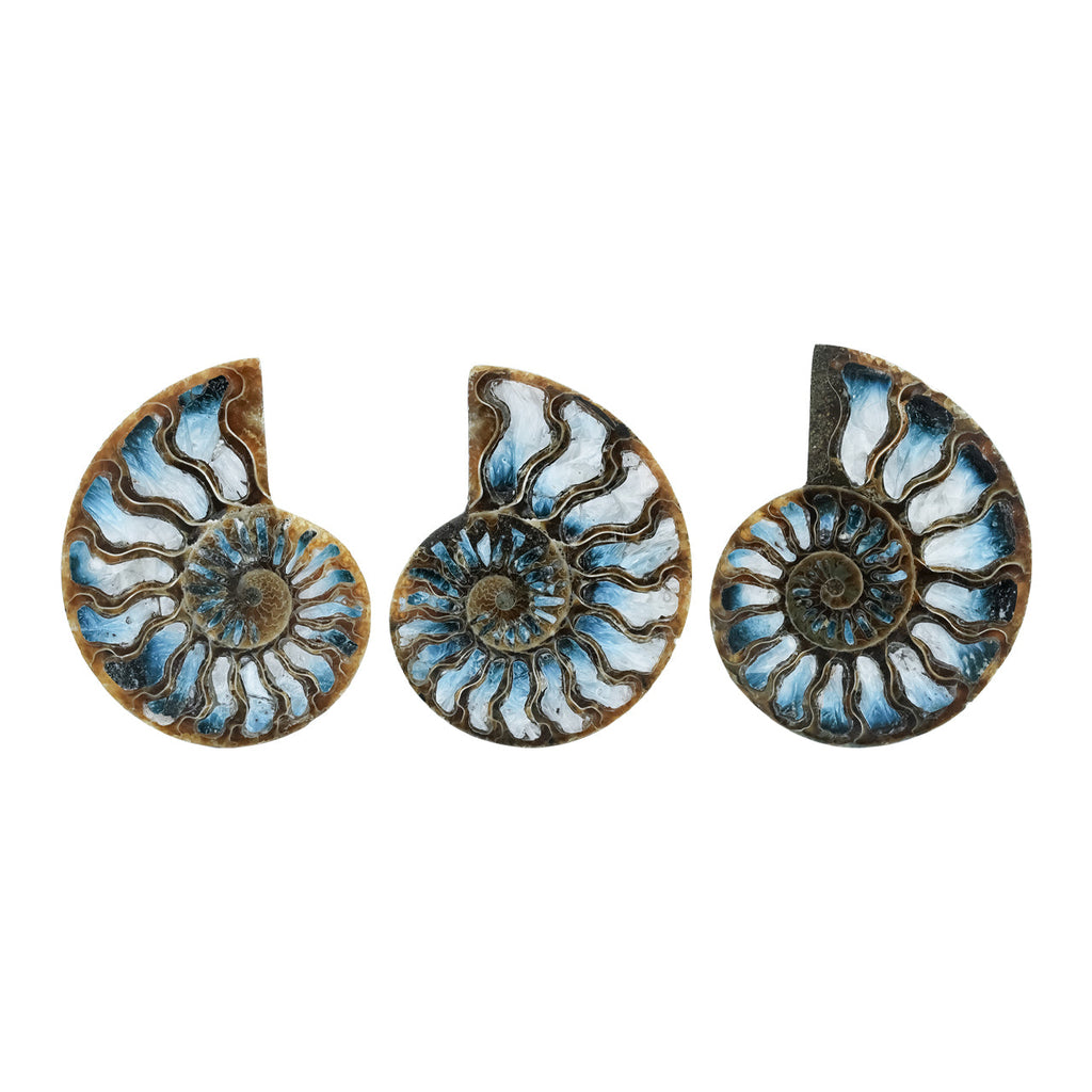 Starborn Ammonite with Blue Ice Glacierite Inlay Cabochon 56 - 60mm, 1 Piece