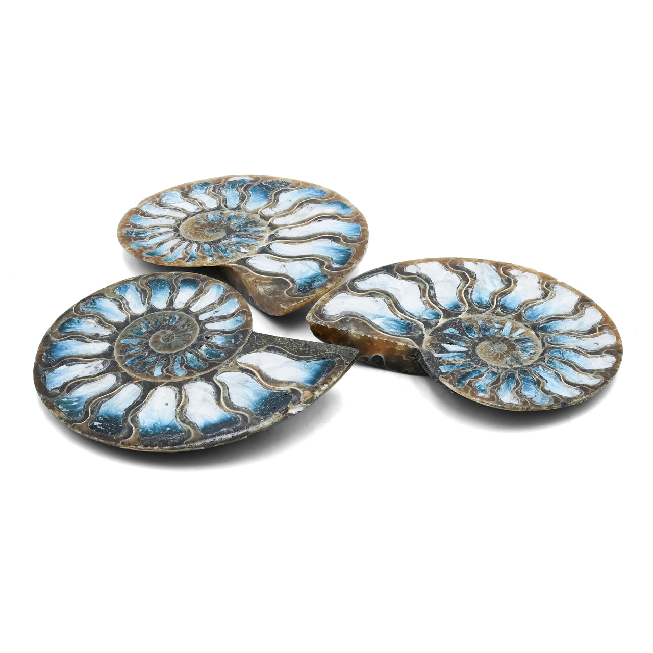 Starborn Ammonite with Blue Ice Glacierite Inlay Cabochon 56 - 60mm, 1 Piece