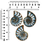 Starborn Ammonite with Blue Ice Glacierite Inlay Cabochon 56 - 60mm, 1 Piece