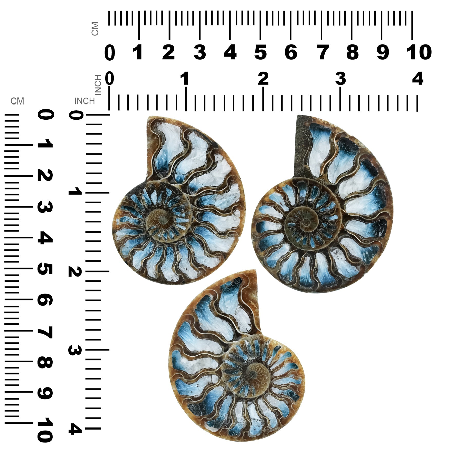 Starborn Ammonite with Blue Ice Glacierite Inlay Cabochon 56 - 60mm, 1 Piece