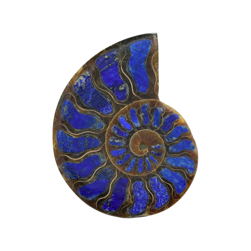 Starborn Half Ammonite with Lapis Lazuli Inlay Cabochon 58 - 62 mm, 1 Piece