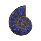 Starborn Half Ammonite with Lapis Lazuli Inlay Cabochon 58 - 62 mm, 1 Piece