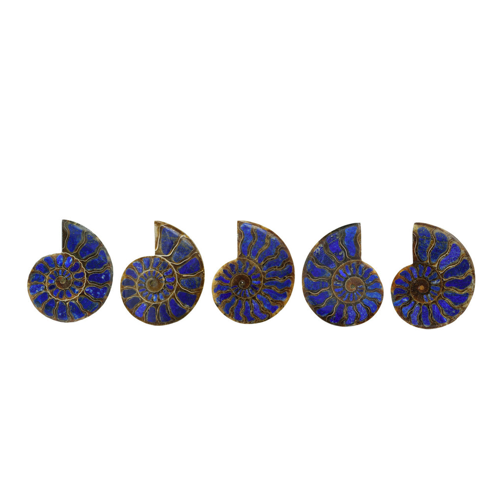 Starborn Half Ammonite with Lapis Lazuli Inlay Cabochon 58 - 62 mm, 1 Piece