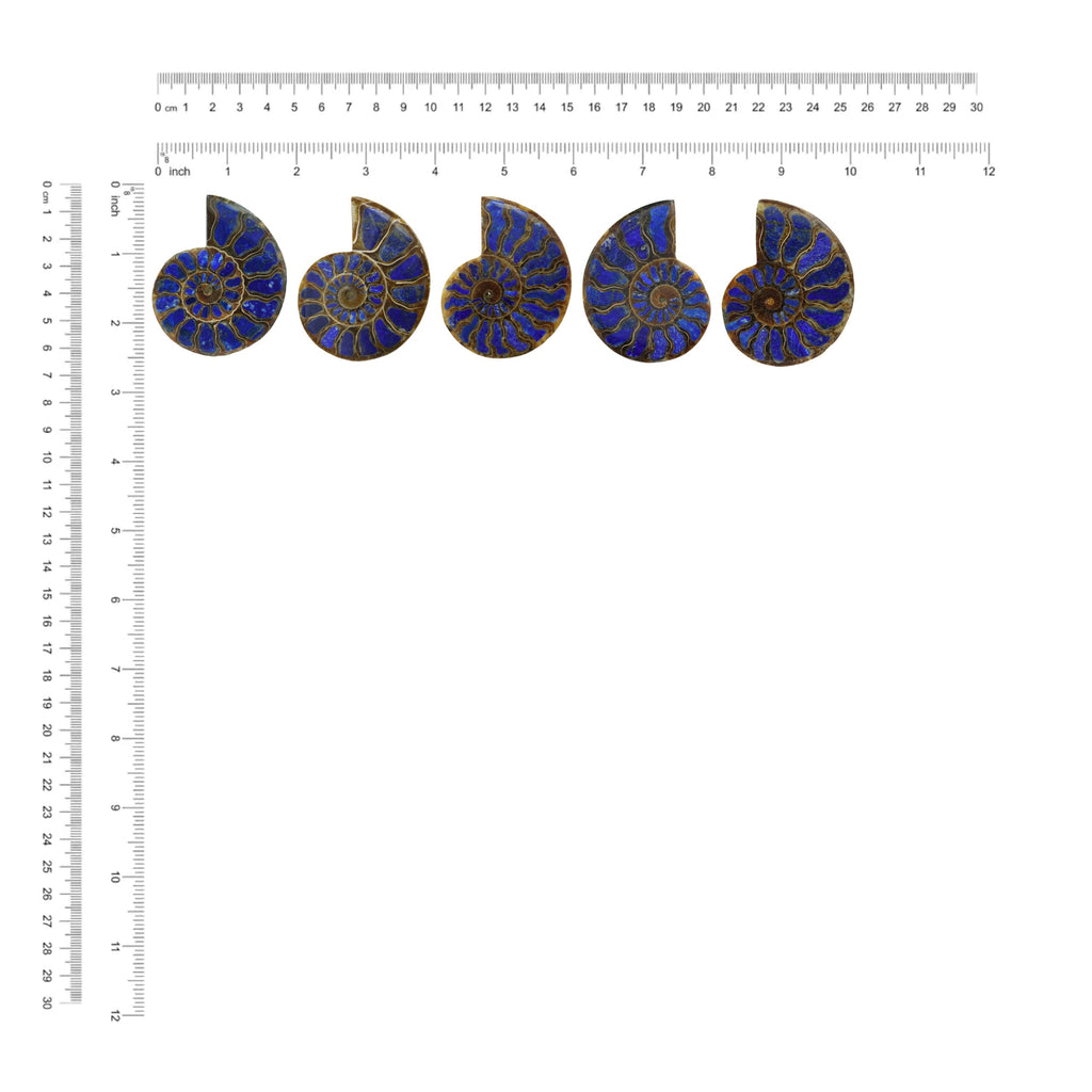 Starborn Half Ammonite with Lapis Lazuli Inlay Cabochon 58 - 62 mm, 1 Piece