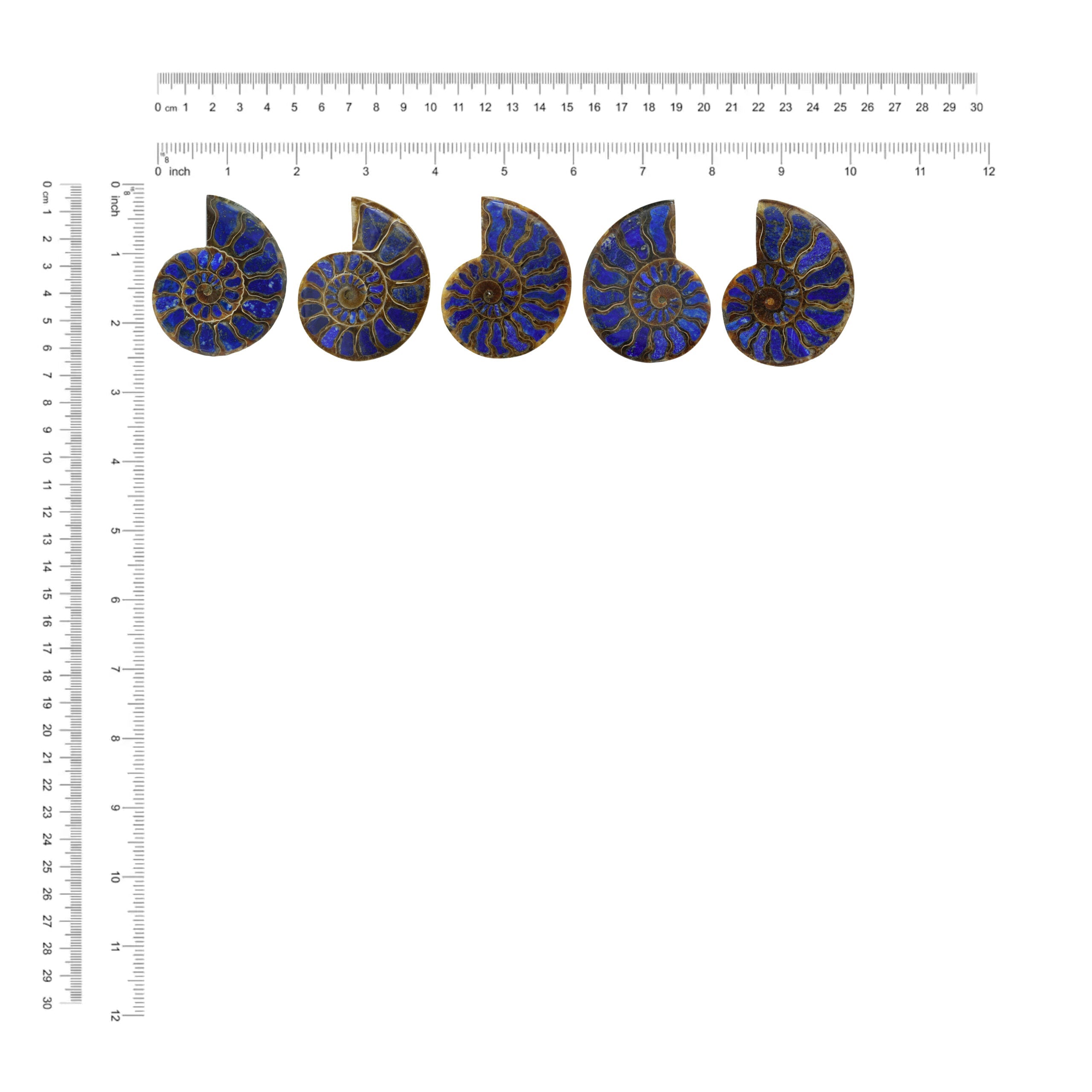 Starborn Half Ammonite with Lapis Lazuli Inlay Cabochon 58 - 62 mm, 1 Piece