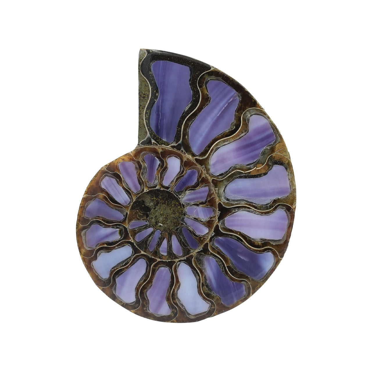 Starborn Half Ammonite with Purple Shell Inlay Cabochon 58 - 62 mm, 1 Piece