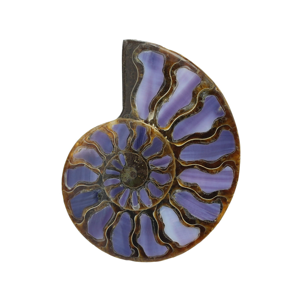 Starborn Half Ammonite with Purple Shell Inlay Cabochon 58 - 62 mm, 1 Piece