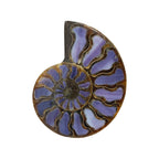 Starborn Half Ammonite with Purple Shell Inlay Cabochon 58 - 62 mm, 1 Piece