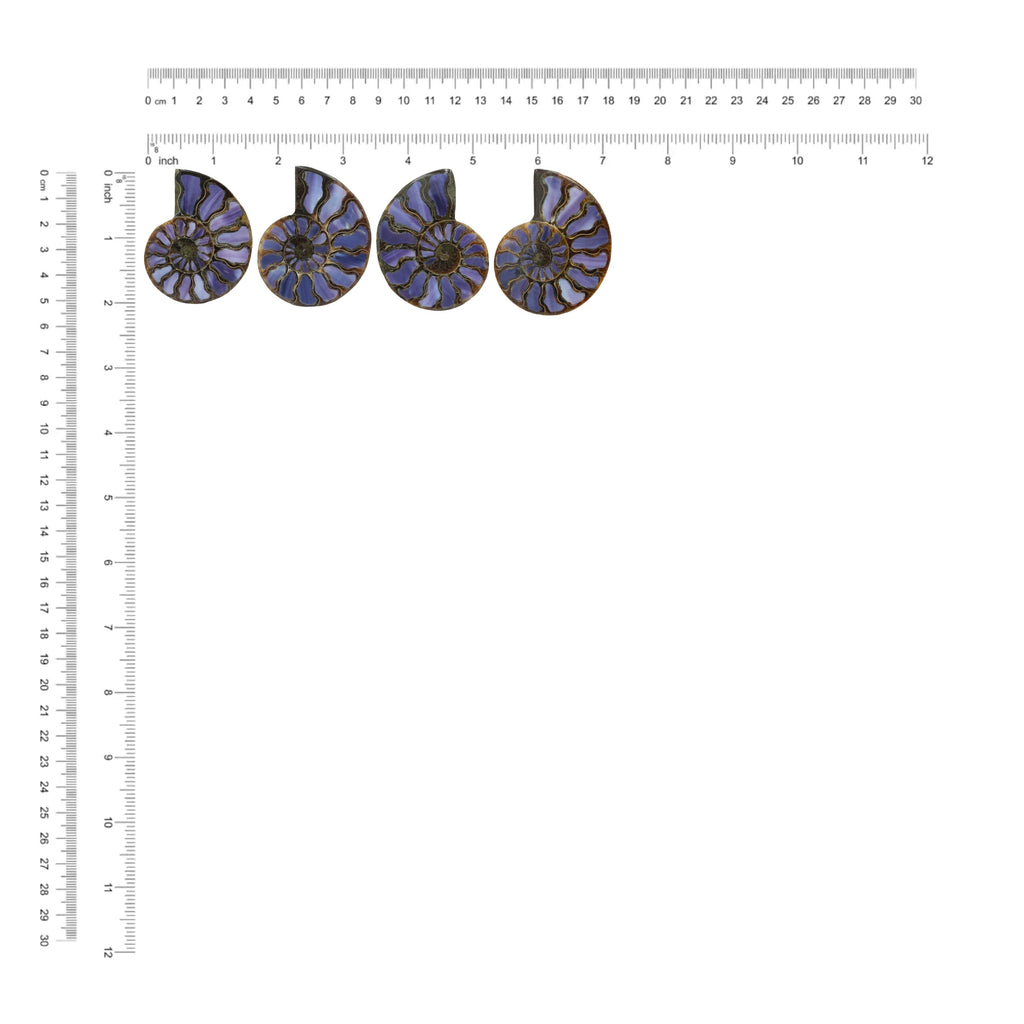 Starborn Half Ammonite with Purple Shell Inlay Cabochon 58 - 62 mm, 1 Piece
