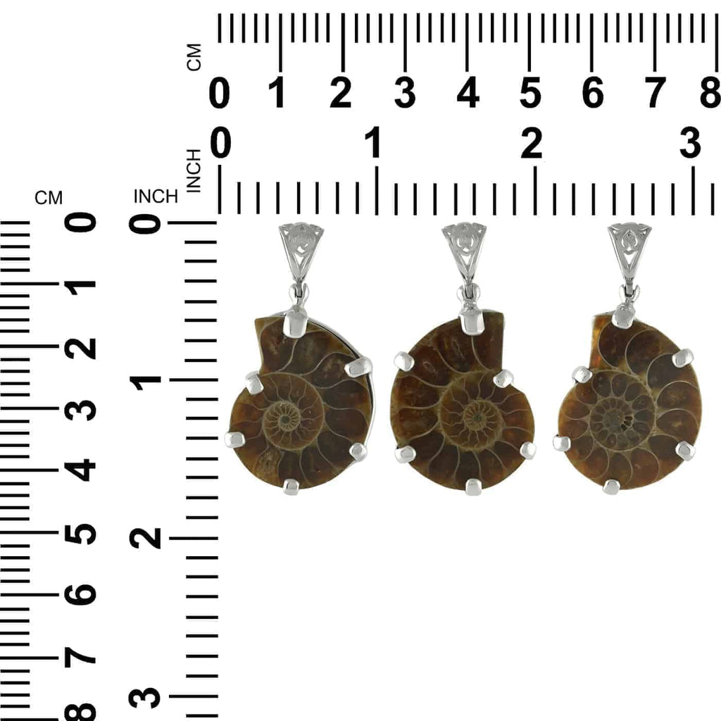 Starborn Fossil Ammonite Prong Set Pendant with Filigree Bale in Sterling Silver