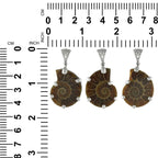 Starborn Fossil Ammonite Prong Set Pendant with Filigree Bale in Sterling Silver