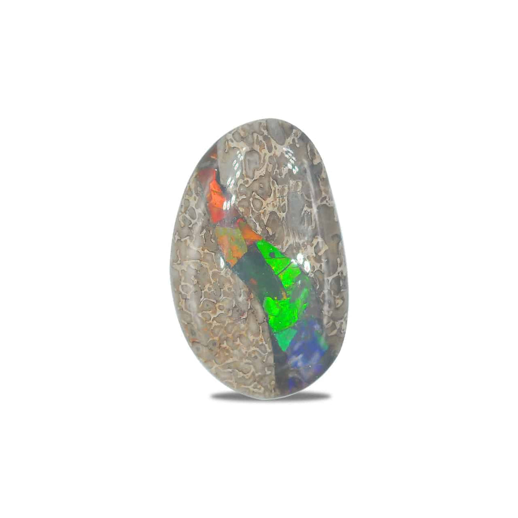 Starborn Fossil Dinosaur Bone with Ammolite Inlay Large Cabochon 30 mm Freeform - 1 piece