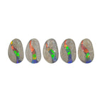 Starborn Fossil Dinosaur Bone with Ammolite Inlay Large Cabochon 30 mm Freeform - 1 piece
