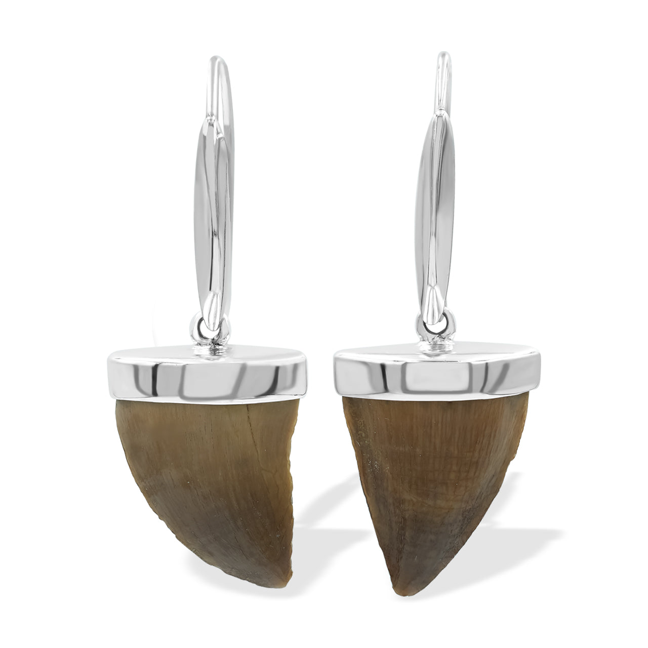 Starborn Fossil Mosasaurus Tooth Cap Set Earrings in Sterling Silver