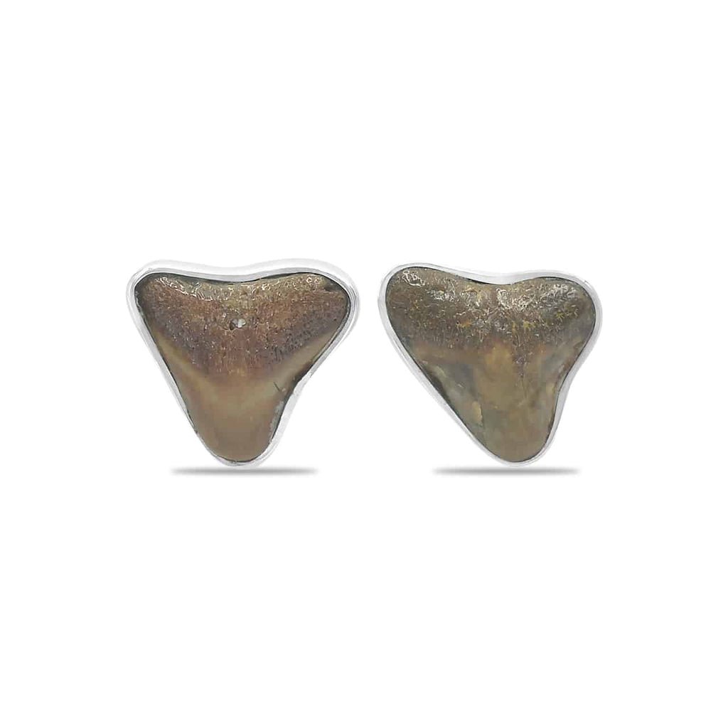 Starborn Brown Fossil Shark Tooth Post Earrings in Sterling Silver