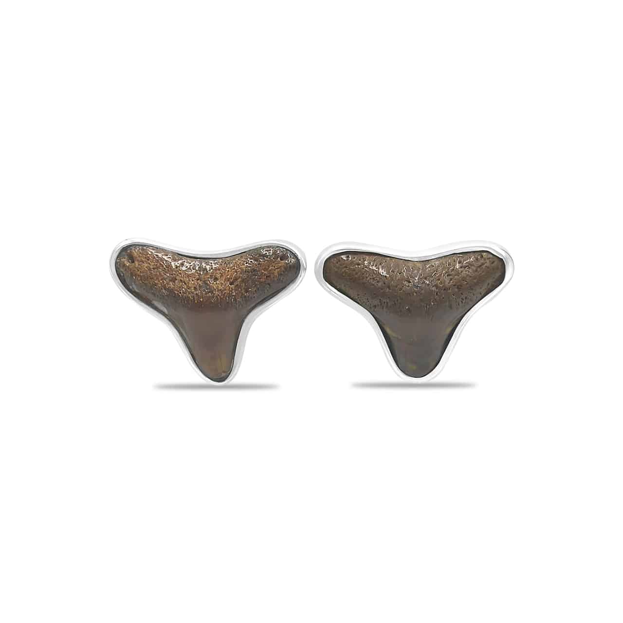 Starborn Brown Fossil Shark Tooth Post Earrings in Sterling Silver