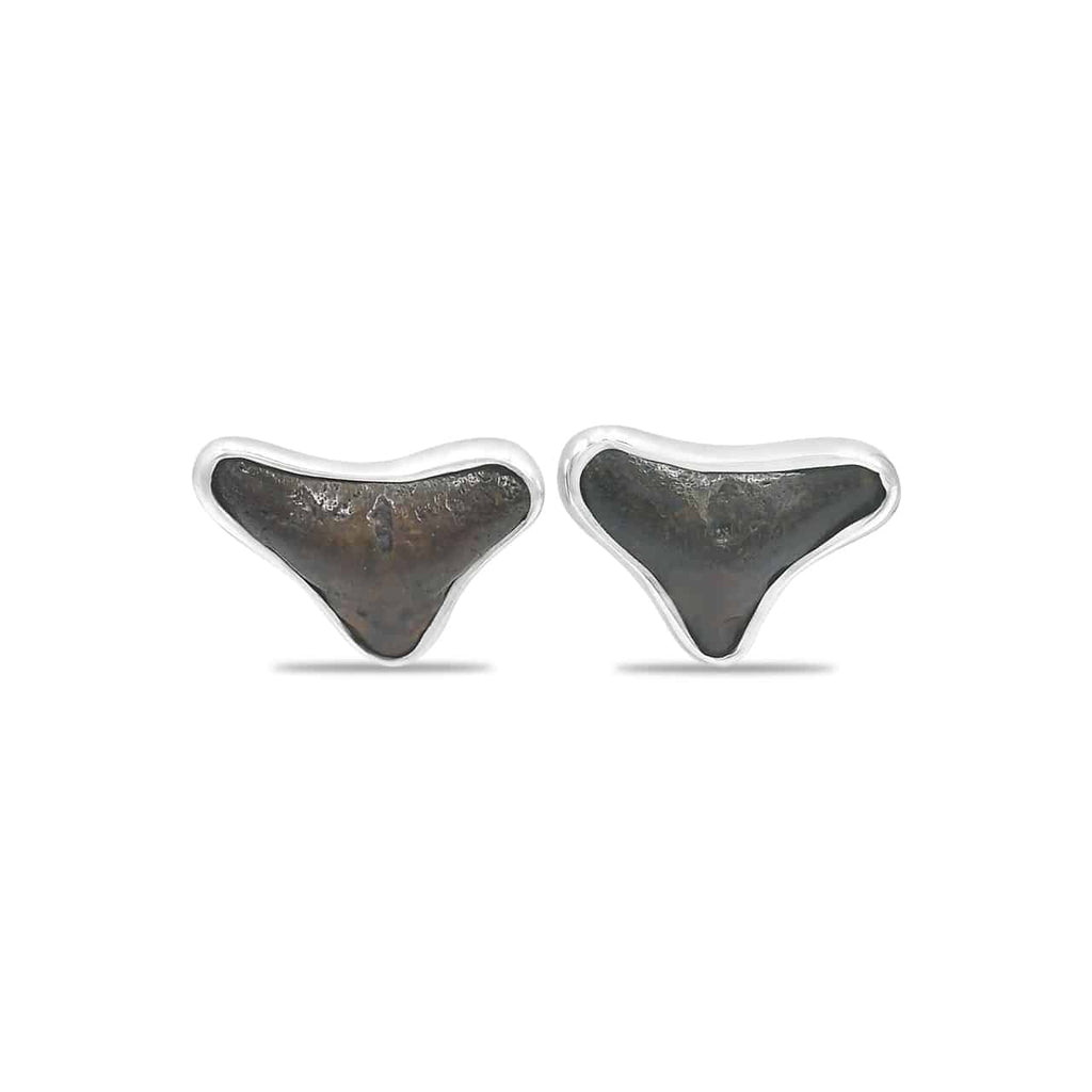 Starborn Brown Fossil Shark Tooth Post Earrings in Sterling Silver