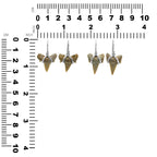 Starborn Light Fossil Shark Tooth Wire Wrap Dangle Earrings in Sterling Silver