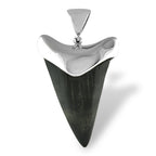 Starborn Dark Fossil Shark Tooth Cap Set Pendant in Fine Sterling Silver