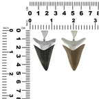 Starborn Dark Fossil Shark Tooth Cap Set Pendant in Fine Sterling Silver
