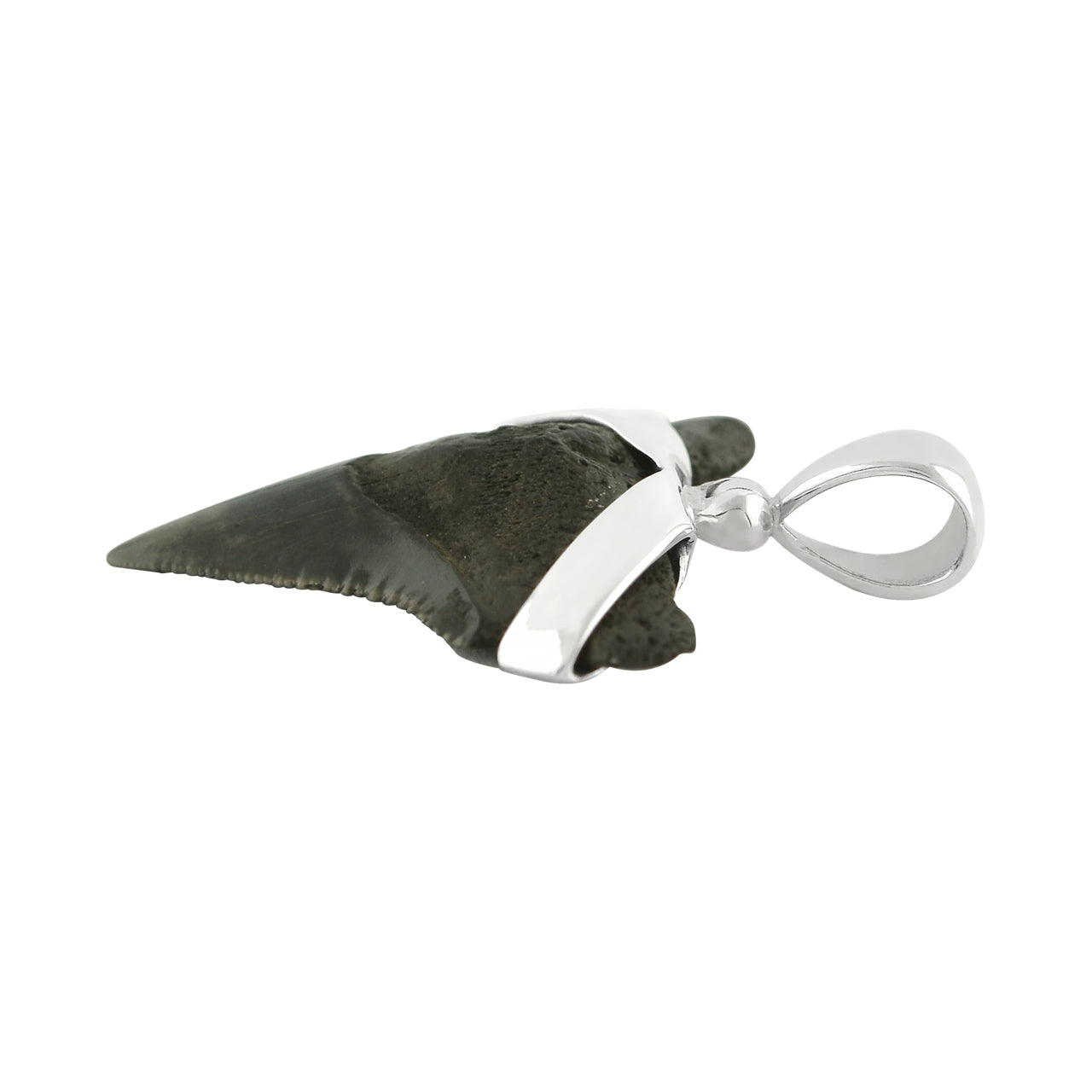 Starborn Dark Fossil Shark Tooth Pendant in Sterling Silver
