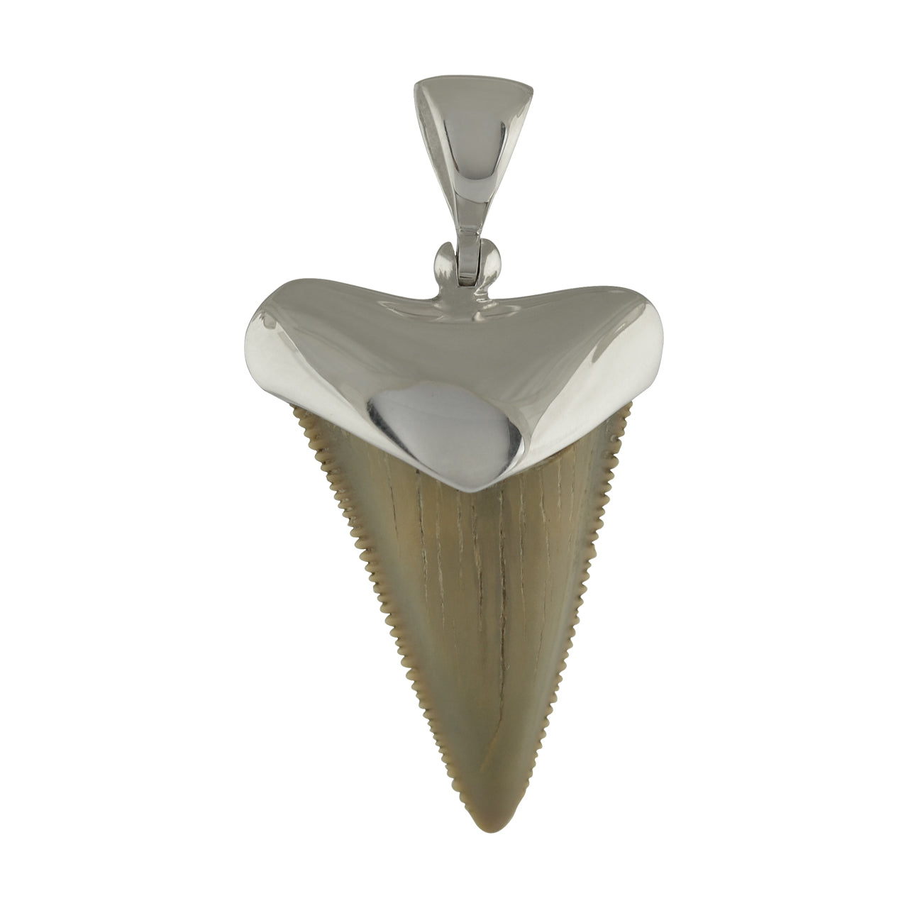 Starborn Dark Fossil Shark Tooth Cap Set Pendant in Fine Sterling Silver