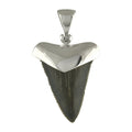 Starborn Dark Fossil Shark Tooth Cap Set Pendant in Fine Sterling Silver