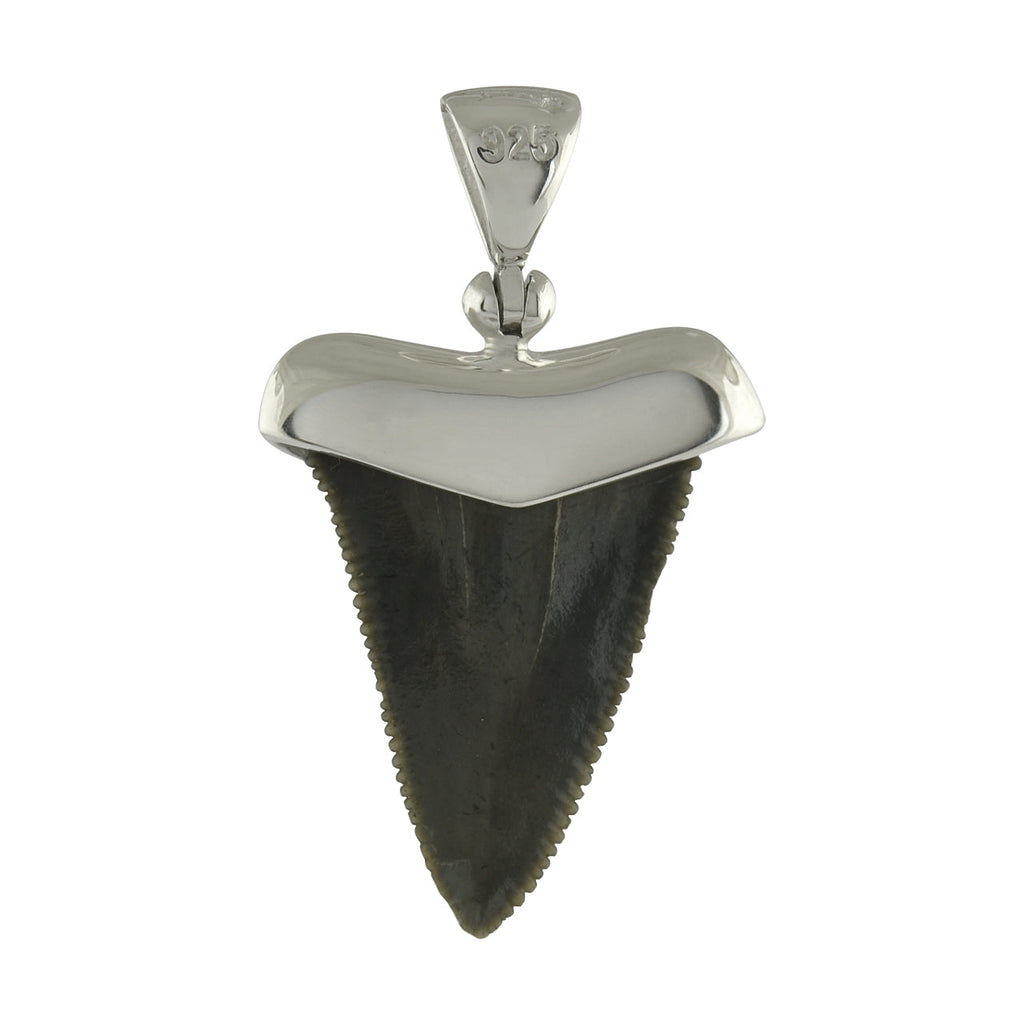 Starborn Dark Fossil Shark Tooth Cap Set Pendant in Fine Sterling Silver