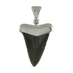 Starborn Dark Fossil Shark Tooth Cap Set Pendant in Fine Sterling Silver