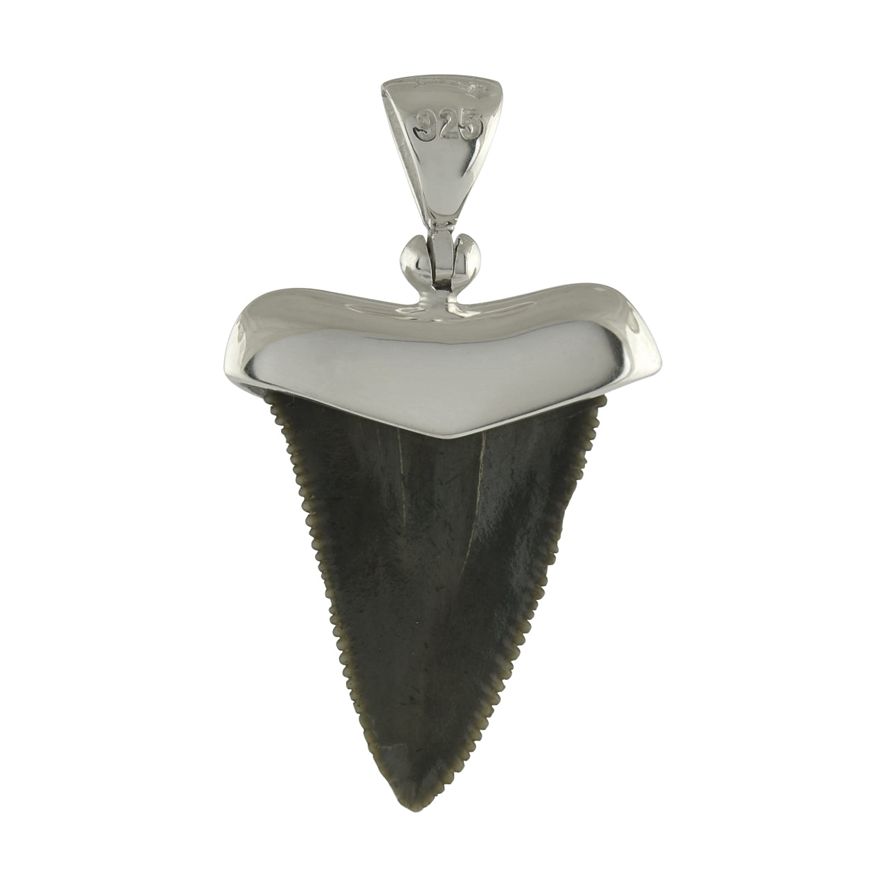 Starborn Dark Fossil Shark Tooth Cap Set Pendant in Fine Sterling Silver