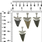 Starborn Dark Fossil Shark Tooth Cap Set Pendant in Fine Sterling Silver