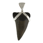 Starborn Dark Fossil Shark Tooth Pendant in Sterling Silver